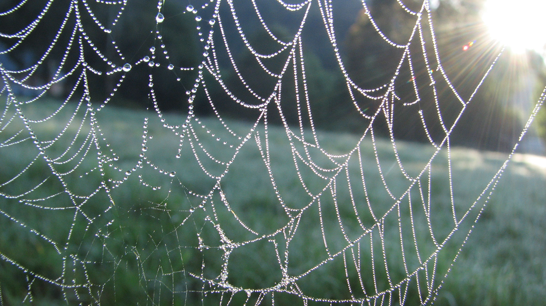 Technical Penguins Content Before Design: A photo of a spiderweb in a field, covered in drops of dew, highlights the idea that something can be both functional and beautiful.